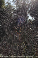 A Garden Spider waits in it's web.